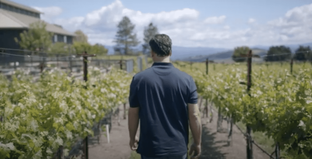 Winemaker walking through grape vineyard at a winery in northern california. 